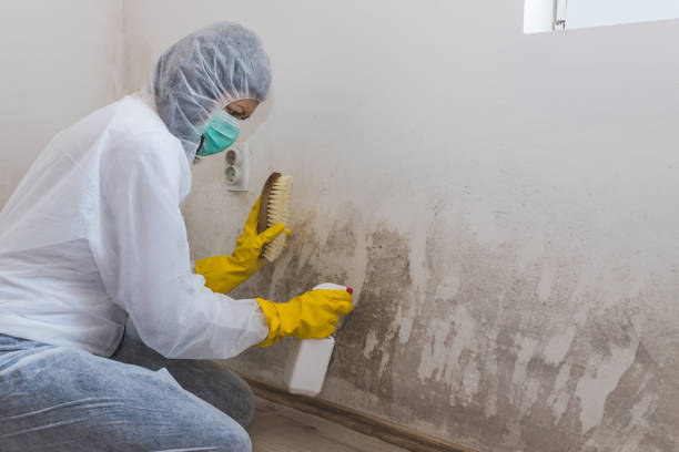 Best Attic Mold Removal  in Monroeville, PA
