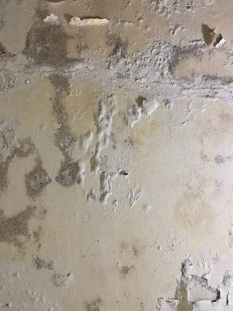 Professional Mold Removal in Monroeville, PA