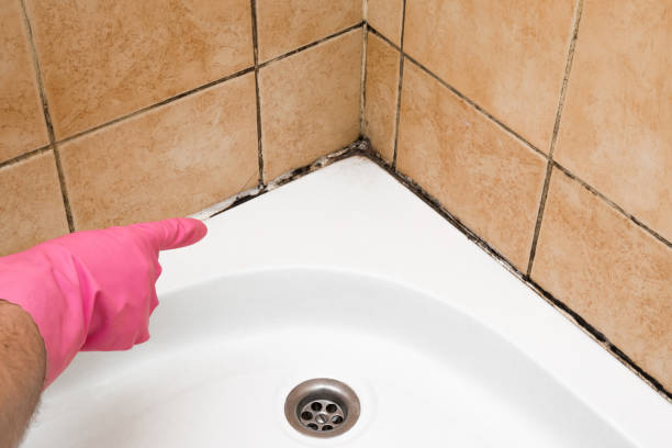 Best Mold Damage Repair  in Monroeville, PA